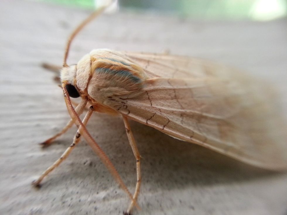A New Weapon in Colombia’s War on Drugs: Cocaine-Eating Moths