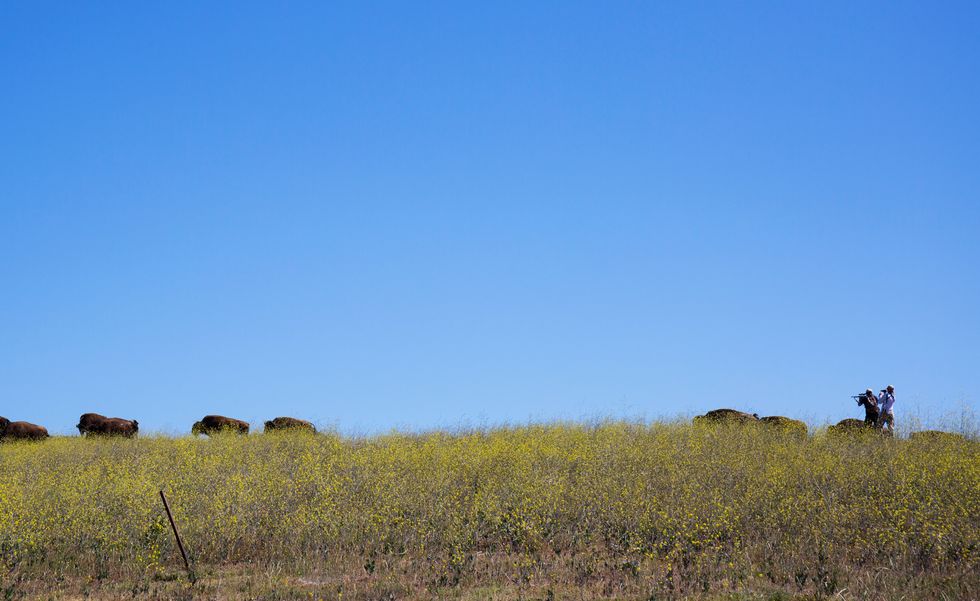 Thinning the Herd