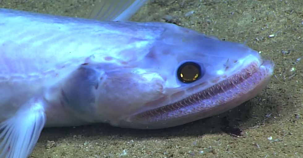 Scientists Capture Incredible Images of Bizarre Deep Sea Creatures