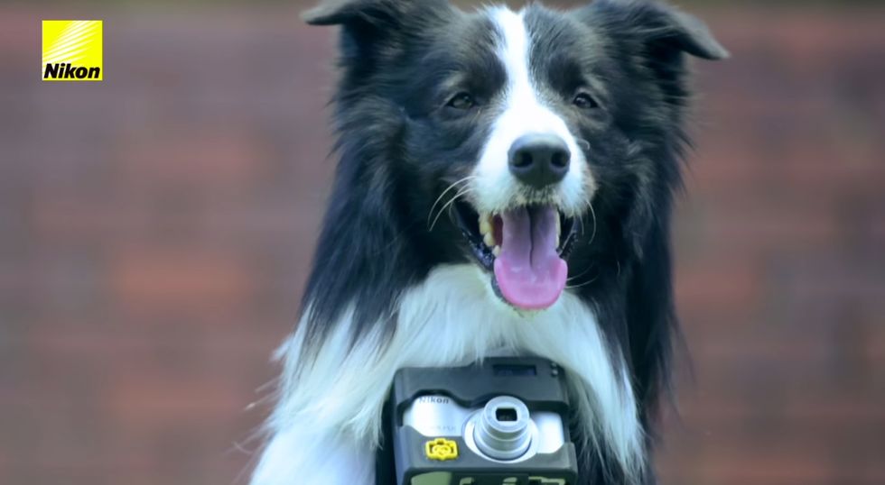 Your Dog’s Heartbeat Is the Key to This New Canine Camera System