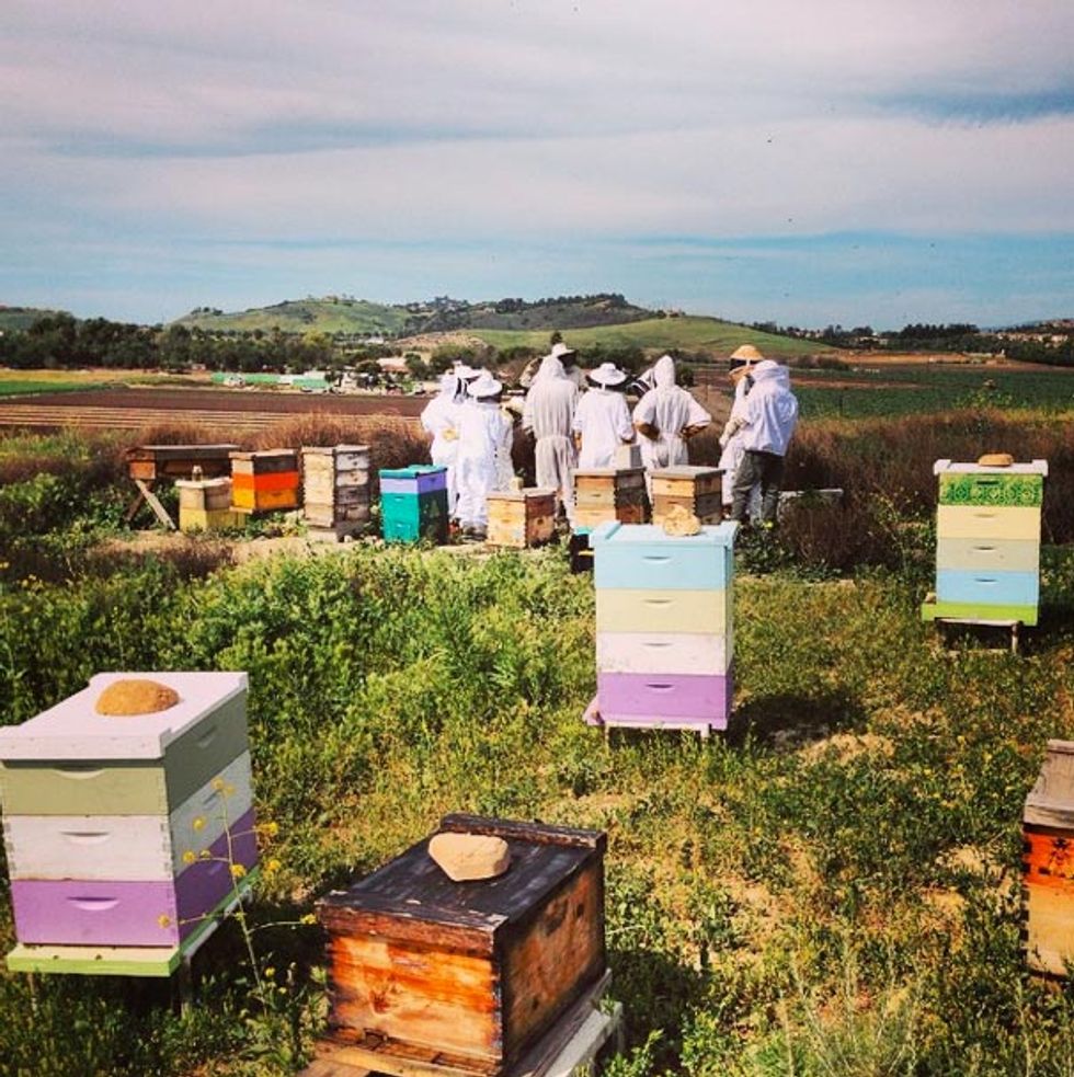 Ask the Bees: How Collaborative Learning Teaches Us to Think Critically
