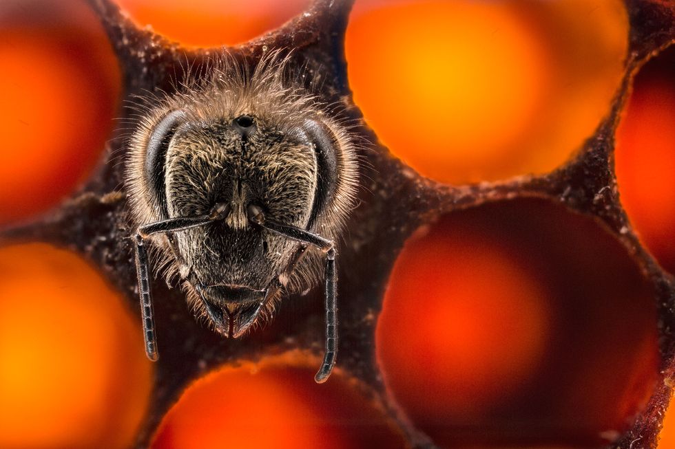 Bees Being Born in Time-Lapse is Beautiful