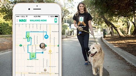 uber that takes dogs