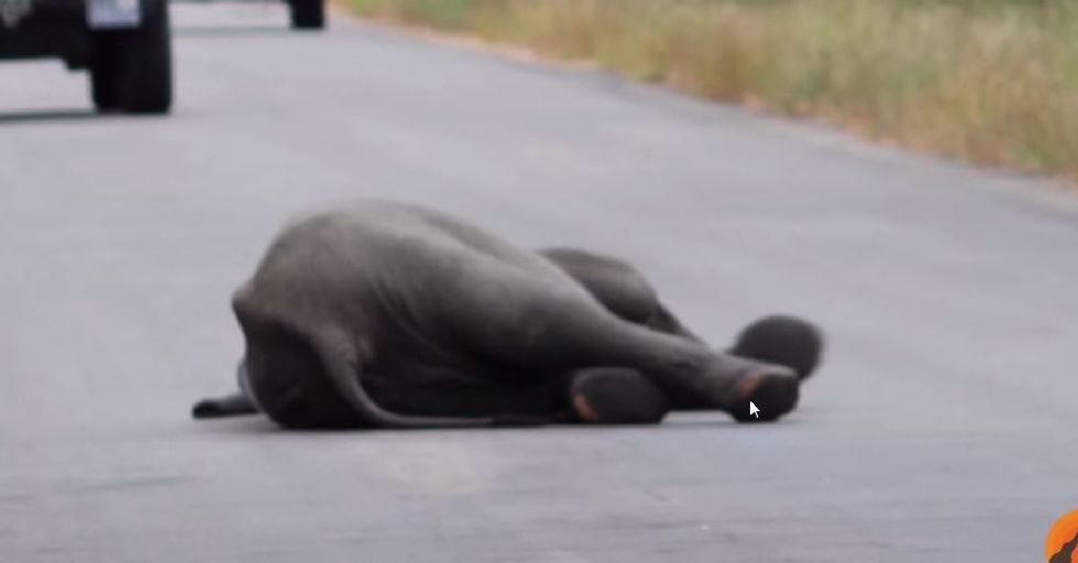 Elephant Herd Helps Fallen Baby Make it Across a Highway