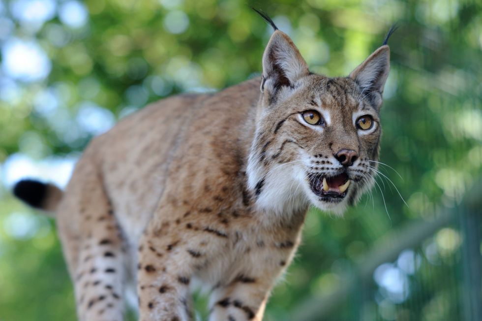 Is Britain Ready for the Return of the Big Cat?
