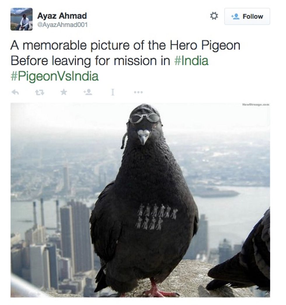 Goes Wild After India Detains Pakistani Spy Pigeon GOOD