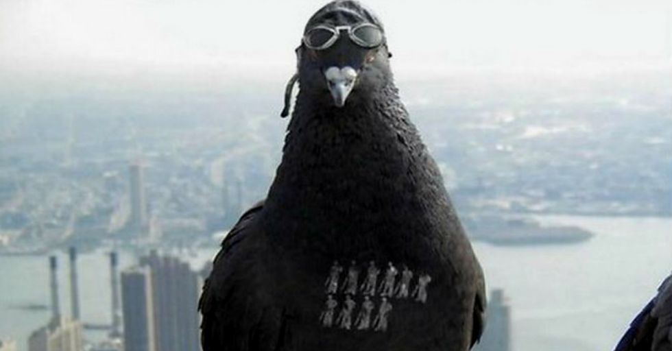 Internet Goes Wild After India Detains Pakistani Spy Pigeon