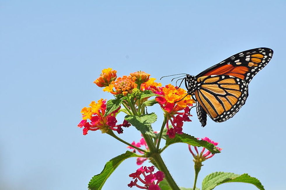Can an Interstate Bug Highway Save the Monarch Butterflies?
