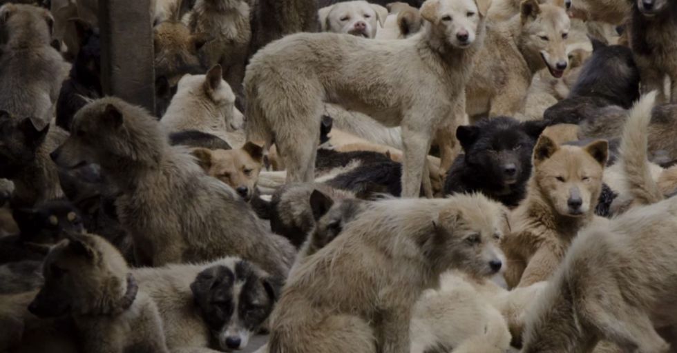 Thousands Unite to Save China’s Dogs With #StopYulin2015