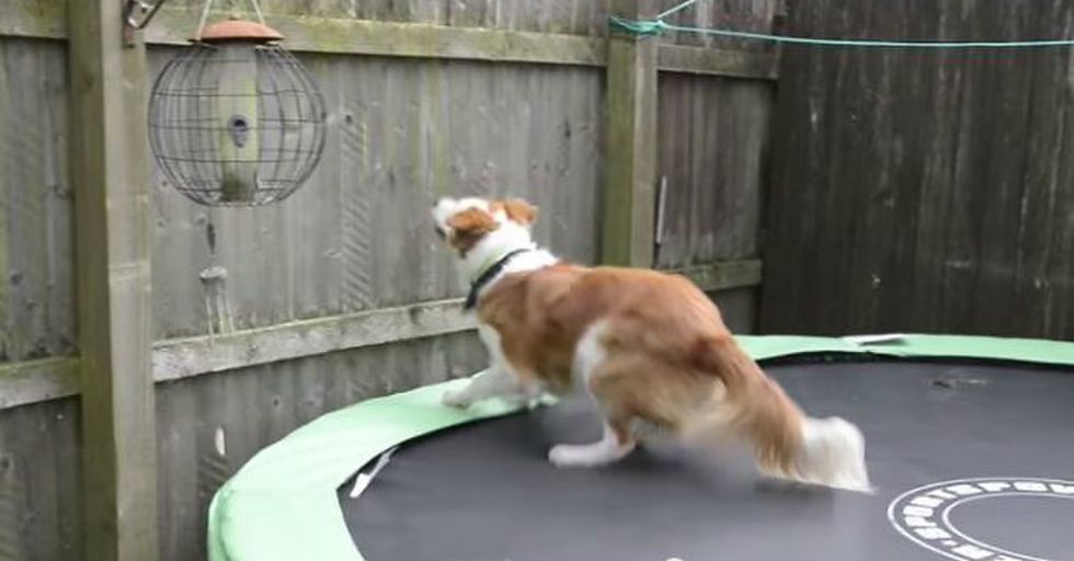 Amazing Dog Hops Over a Fence and Onto a Train to Track Down His Owner
