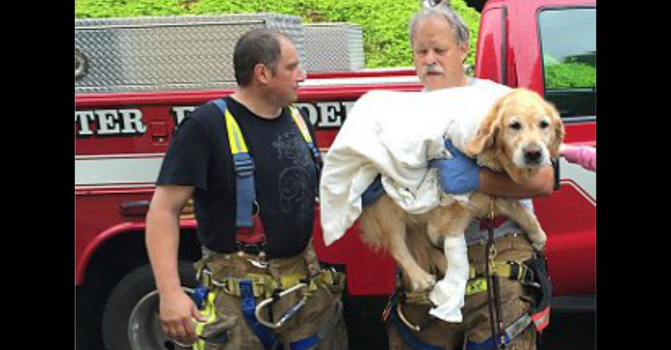 Service Dog Jumps in Front of Oncoming Bus to Save Blind Owner