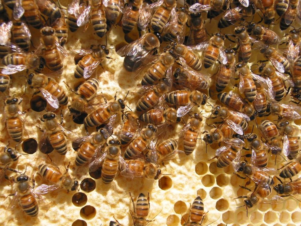 Drug “Sniffing” Bees Could Make Airport Security Dogs Obsolete