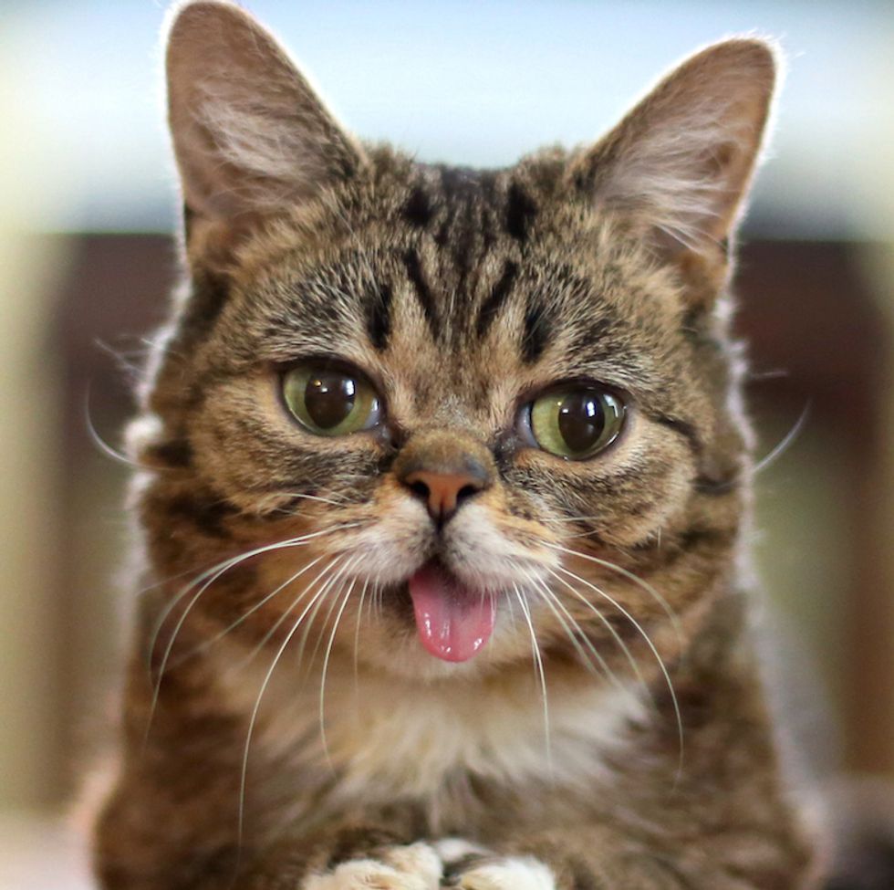 Science Proves That Watching Cat Videos Is Good for Your Health