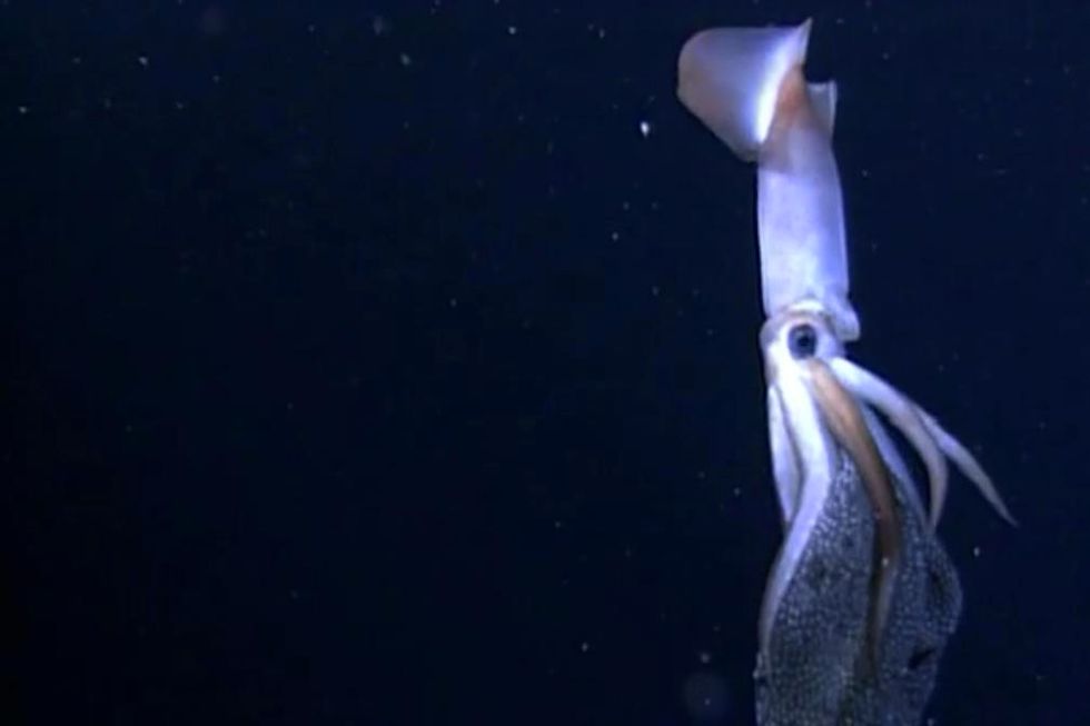 Birth Video of Thousands of Glowing Baby Squid is Wonderfully Weird