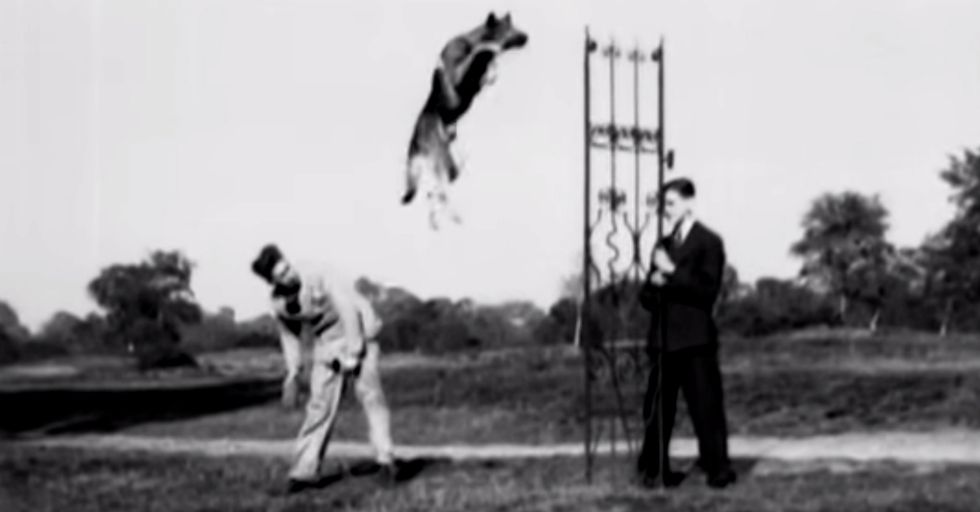 85-Year-Old Film Shows The World’s Most Incredible Dog.