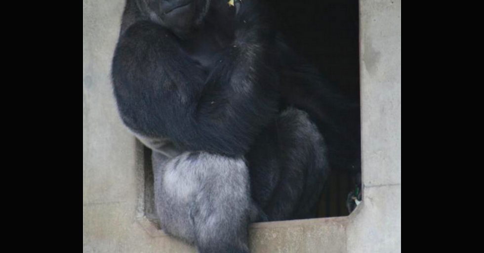 Meet The Handsome Gorilla That Women Are Flocking To The Zoo To Check Out