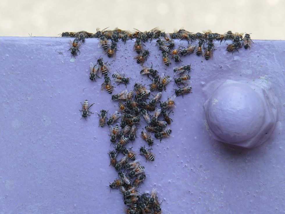Oslo Is Abuzz at Being the First City with an Exclusive “Bee Highway”