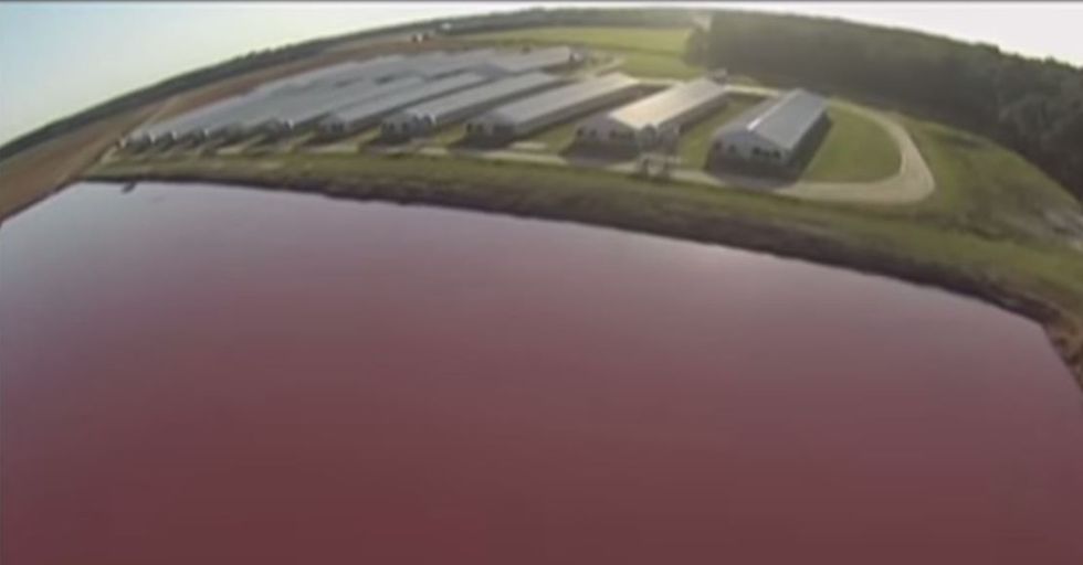 Man Uses Drone to Expose One of Farming’s ‘Biggest Secrets’
