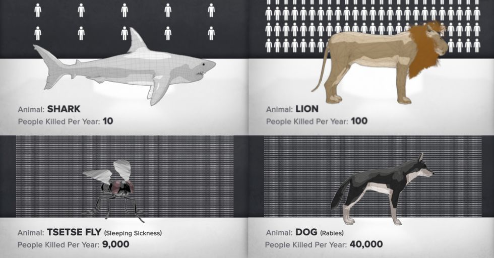 The World’s Deadliest Animal Is Probably Not What You Think It Is