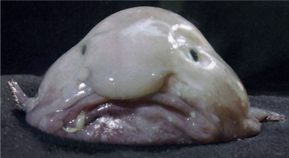 Pop-Up Cafe Aims to Redeem Misunderstood "World's Ugliest Fish"