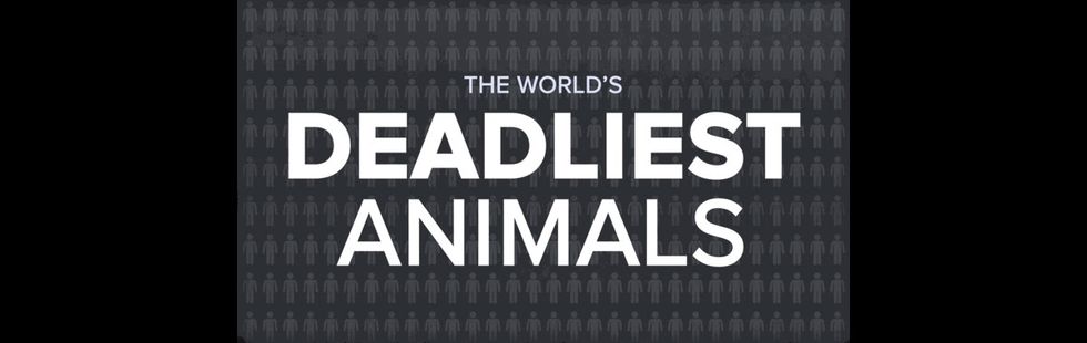 Watch and Learn Which Animal is Most Likely to Kill You This Summer