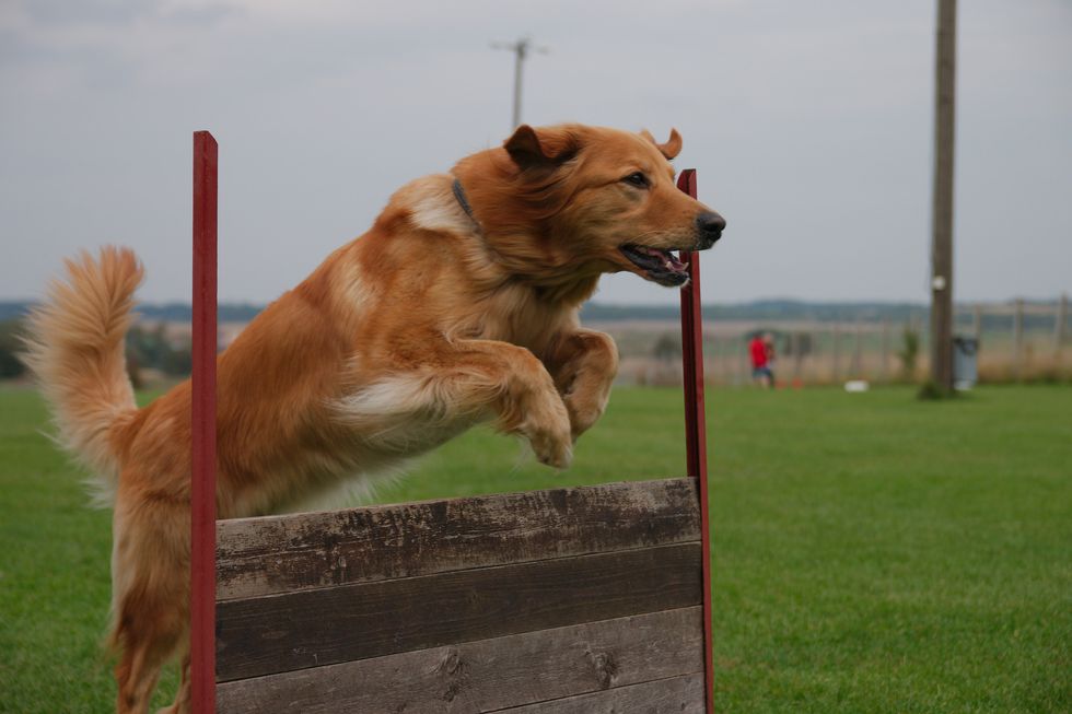 How Stem Cell Therapy Might Change Your Dog’s Life