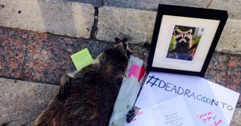 Meet Conrad, the World’s Most Popular Dead Raccoon