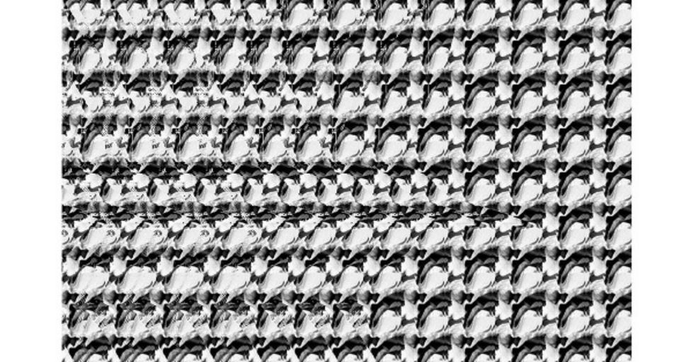 See if You Can Spot the Animal