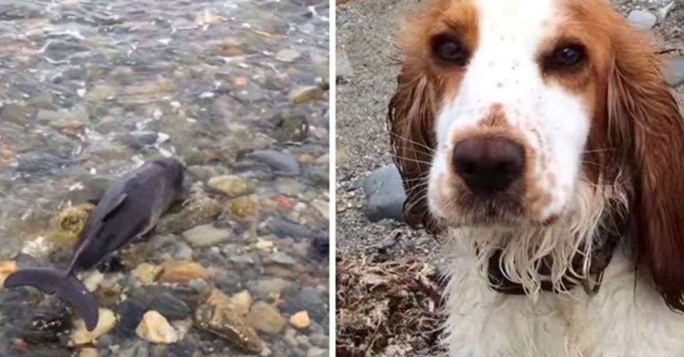 Dog Takes Cues from Lassie and Saves Dolphin