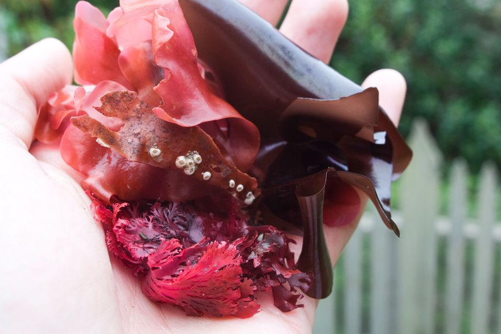 Munch On This Bacon-Flavored Seaweed That’s Healthier Than Kale