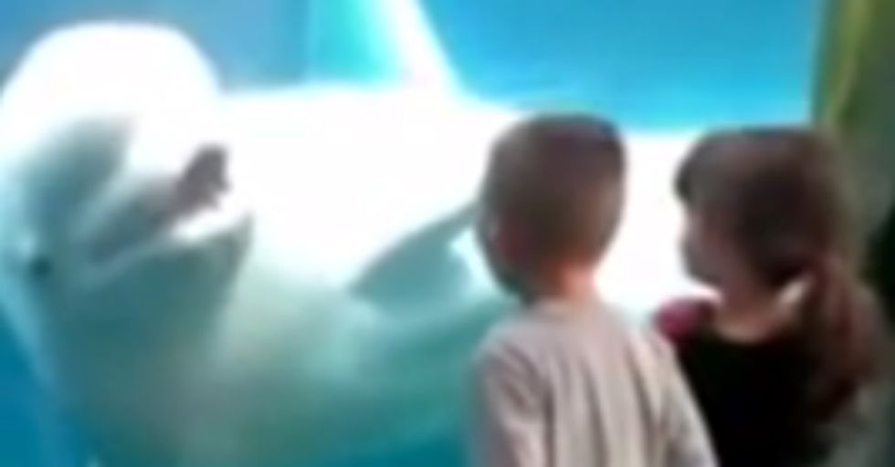 Amazing Video Captures Whale Scaring Kids at the Aquarium. But Is it Playing?