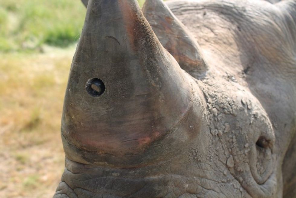 Camera-Embedded Horns Could Make Rhino Poachers an Endangered Species