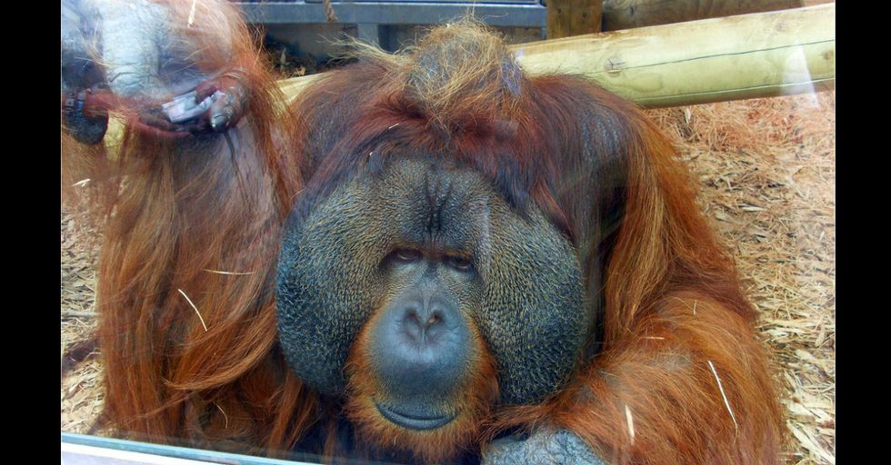 Pregnant Woman Gets a Special Surprise From 47-Year-Old Orangutan at the Zoo