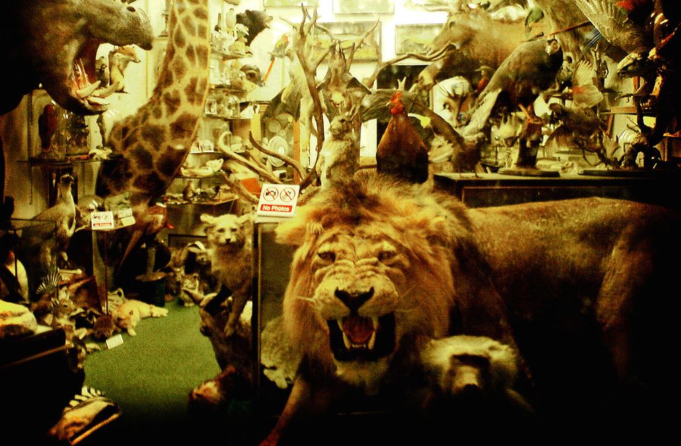 An Unexpected Ally in the Fight Against Poaching: Airlines (UPDATED)