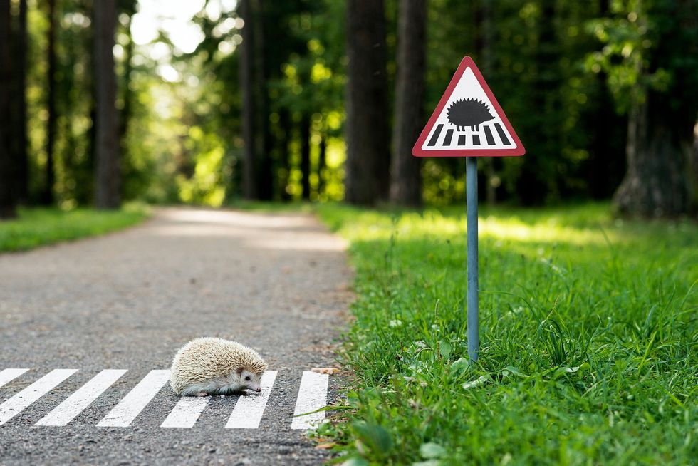 Tiny Animal Street Signs Remind Us to Share Our Roads With Nature
