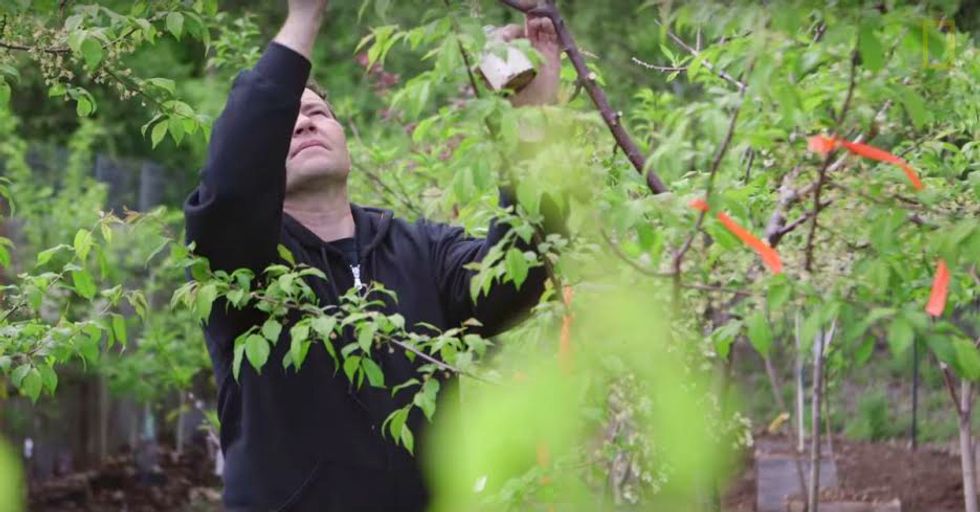 This Guy Created an Amazing Tree That Grows 40 Different Kinds of Fruit