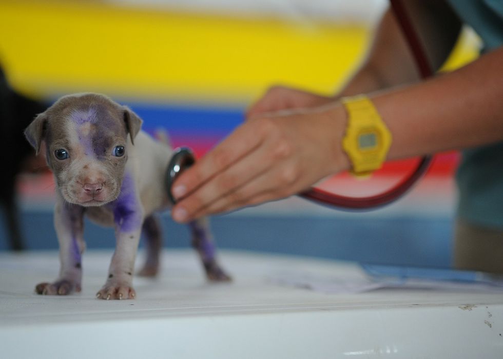 A Startup Fix for Those Sky-High Vet Bills