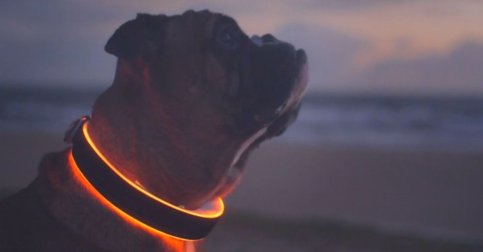 Next Stop For “The Internet of Things”—Your Dog’s Collar