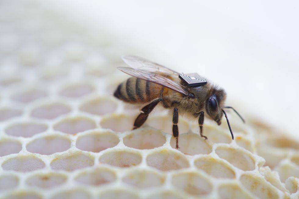 Why Scientists Are Outfitting Bees with Teeny, Tiny Backpacks