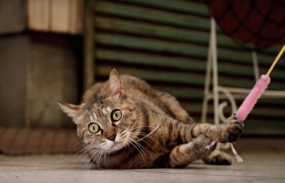 New Map Explores World from a Cat’s Point of View