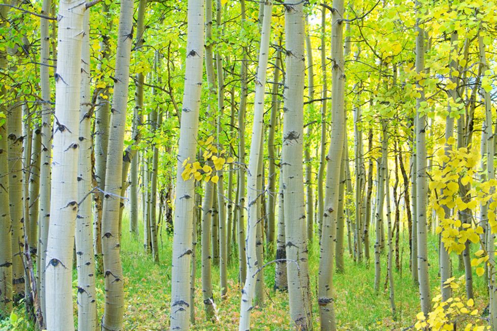 Congratulations, Planet Earth–We Have Seven Times as Many Trees as Previously Thought!