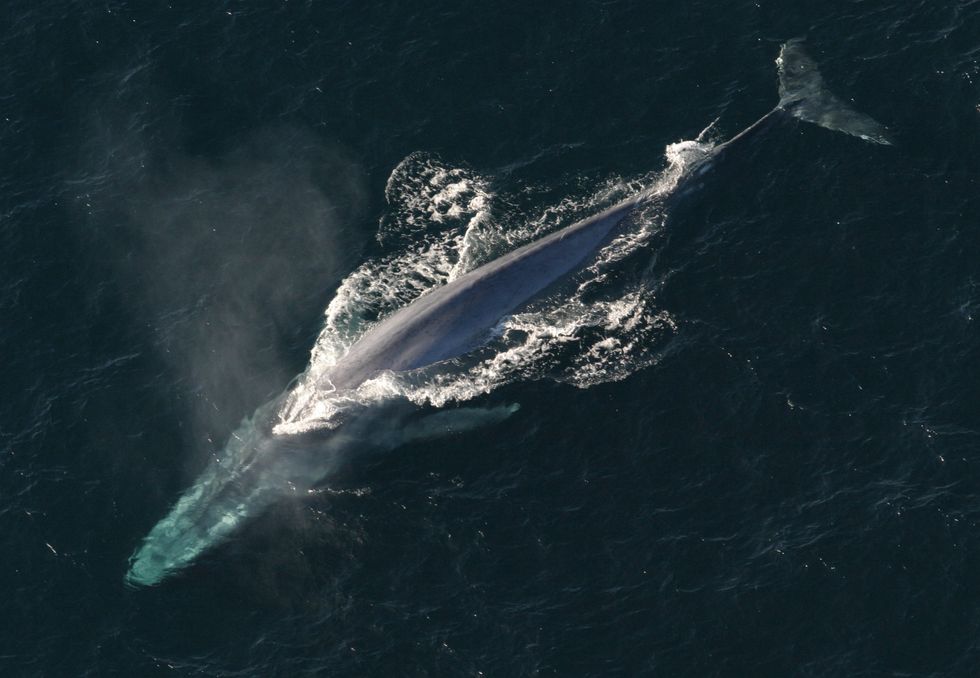 The Whales Will Approve of the Navy’s New Sonar Policy