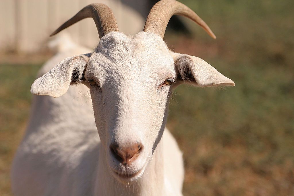 How Goats And School Supplies Aid The Fight Against Child Marriage