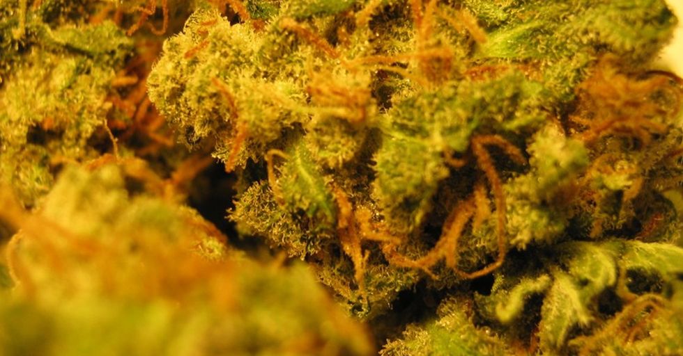 Colorado Now Officially Collects More Taxes From Pot Than Alcohol