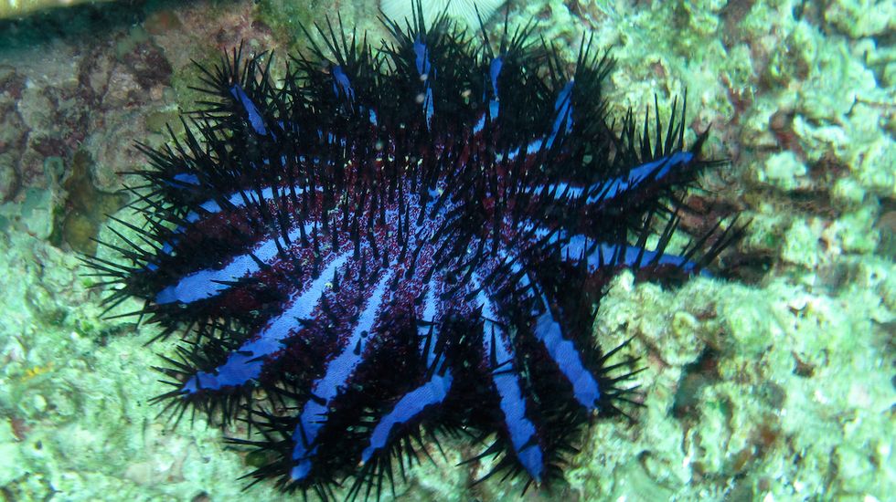 Researchers Think Vinegar Can Help Save the Great Barrier Reef