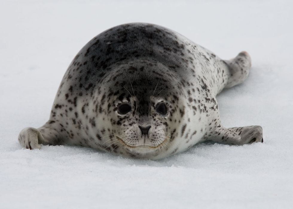 The Animals Saved by Shell’s Decision to End Offshore Drilling in the U.S. Arctic