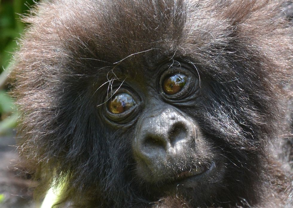 Why Rwanda Gives Each of Its Baby Gorillas a Name