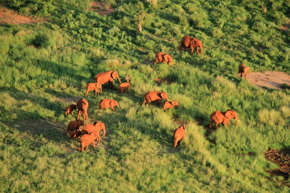 What Happens When a Tech Billionaire Helps Scientists Count Elephants