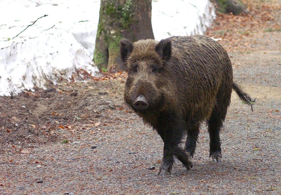 In Chernobyl, Wildlife Thrives Once Humans are Gone