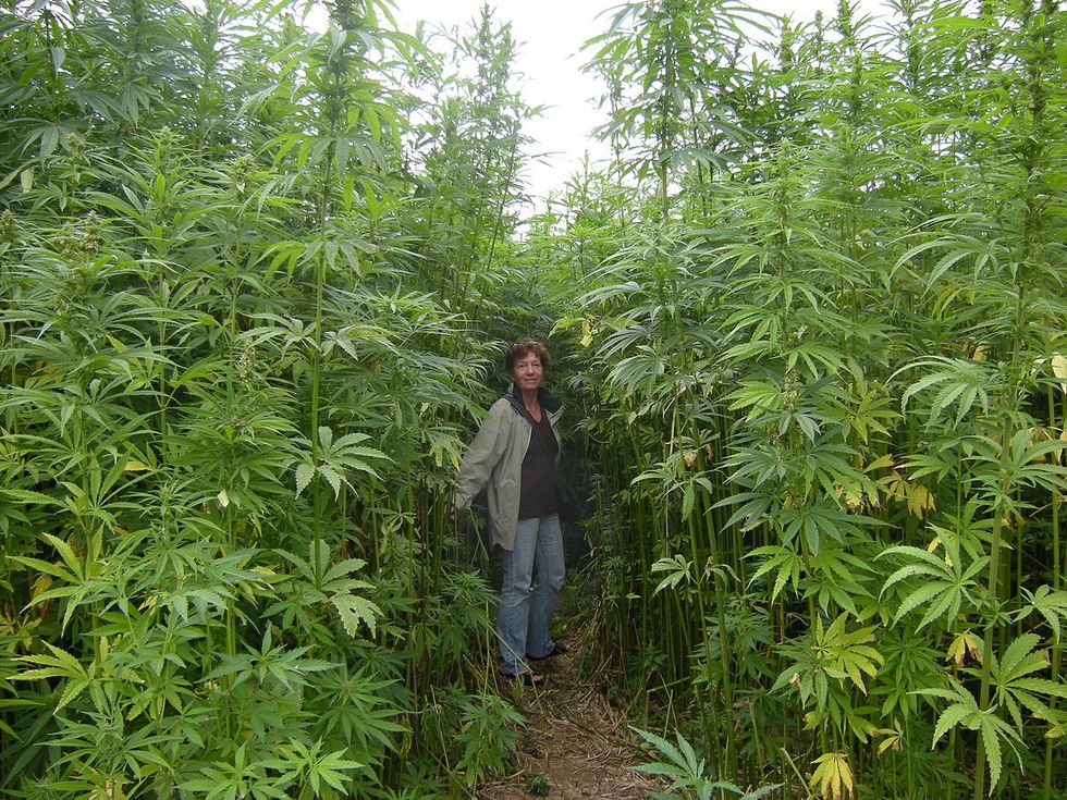 Pennsylvania's House of Representatives Loves Hemp